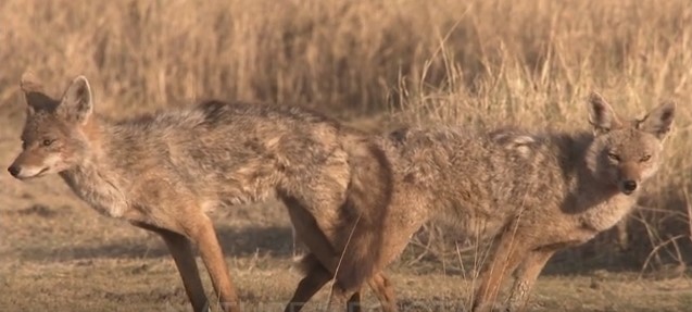 Post-release monitoring